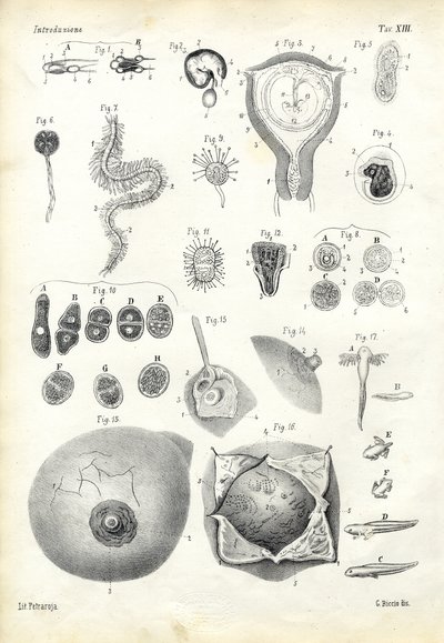 Sviluppo, 1863-79 da Raimundo Petraroja